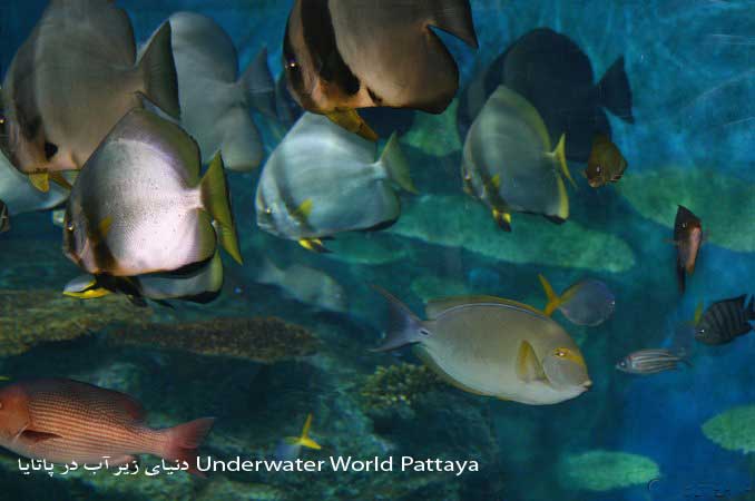 Underwater World Pattaya دنیای زیر آب در پاتایا 